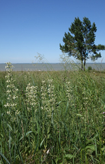 Silene viscosa, photograph (c) Oleg Kosterin, some rights reserved (CC BY)