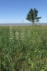 Silene viscosa, photograph (c) Oleg Kosterin, some rights reserved (CC BY)