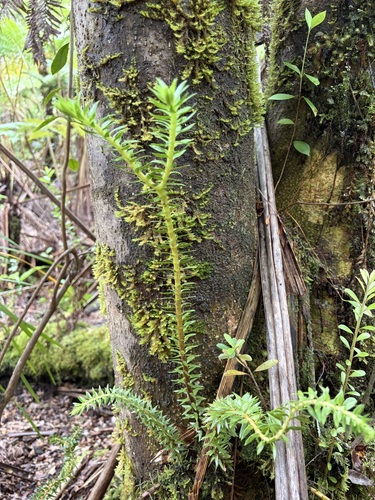 Phlegmariurus phyllanthus observed 2026-07-14