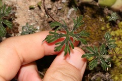 Pelargonium articulatum