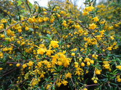 Berberis × stenophylla