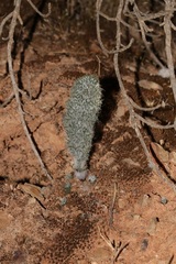 Eriospermum paradoxum