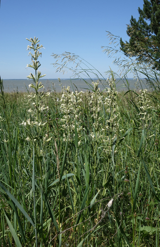 Silene viscosa, photograph 3