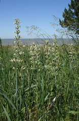 Silene viscosa, photograph (c) Oleg Kosterin, some rights reserved (CC BY)