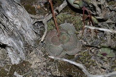 Crassula hemisphaerica