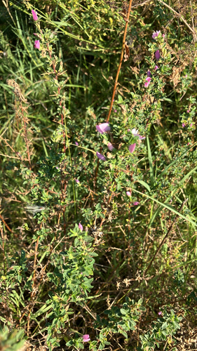 Spiny restharrow