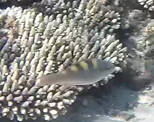 Scarus scaber observed 2026-07-18
