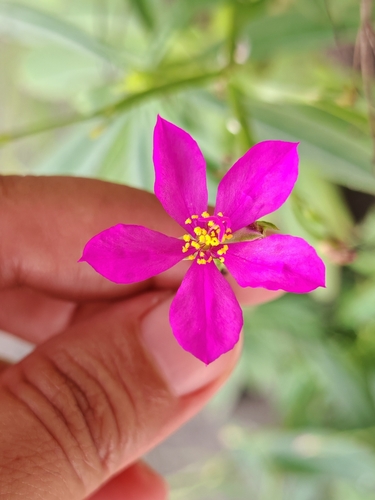 Philippine spinach