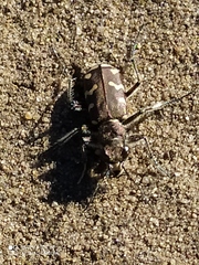 Cicindela soluta