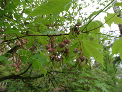 Acer diabolicum