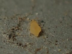 Deuterosminthurus pallipes