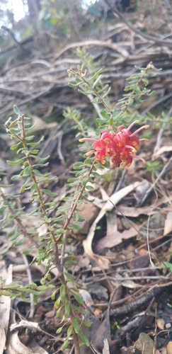 Mountain Grevillea