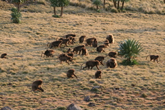 Theropithecus gelada