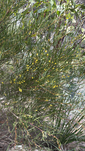 Acacia granitica observed 2026-08-01