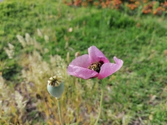 Papaver somniferum setigerum