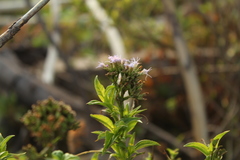 Chromolaena perglabra