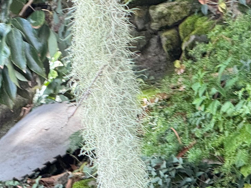 Tillandsia observed 2026-08-04