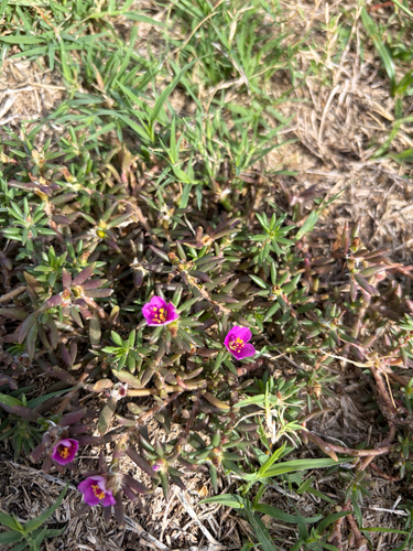 Portulaca pilosa observed 2026-08-04