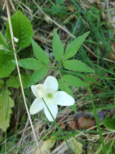 Three-leaved Anemone