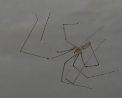 Pholcus phalangioides