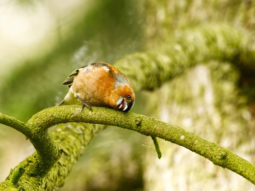 Pinson des arbres