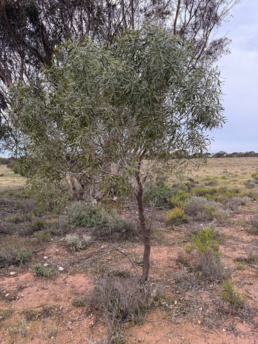 Myoporum platycarpum observed 2026-08-05