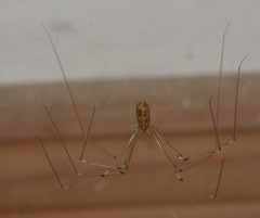 Pholcus phalangioides