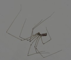 Pholcus phalangioides
