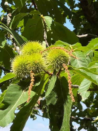Sweet Chestnut