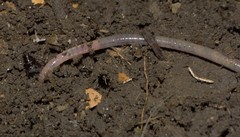 Lumbricus