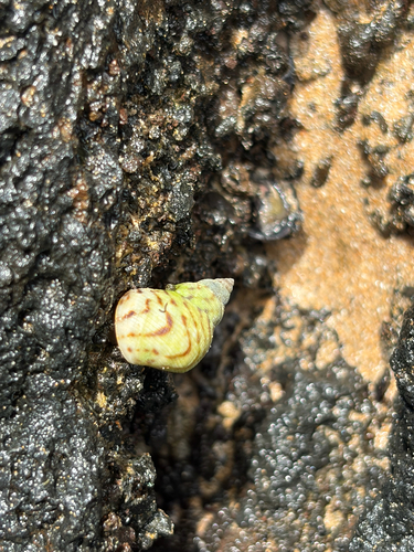 Littoraria undulata observed 2026-08-04