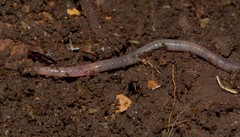Lumbricus