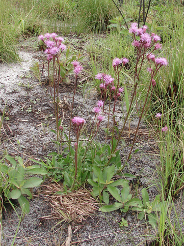 Campuloclinium macrocephalum