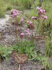 Campuloclinium macrocephalum