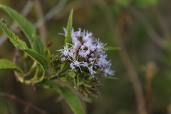 Chromolaena perglabra