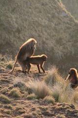 Theropithecus gelada