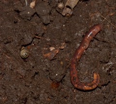 Lumbricus