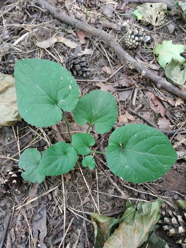Наблюдение на iNaturalist