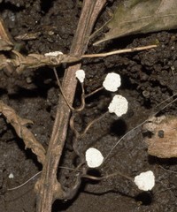 Fungi