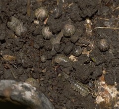 Armadillidium vulgare