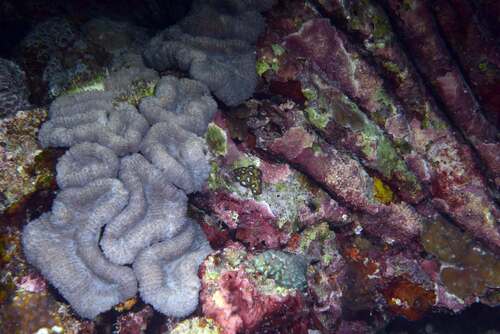 Lobophyllia robusta observed 2026-07-18