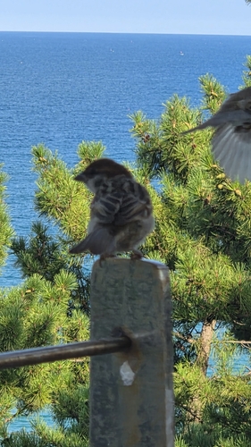 Eurasian Tree Sparrow