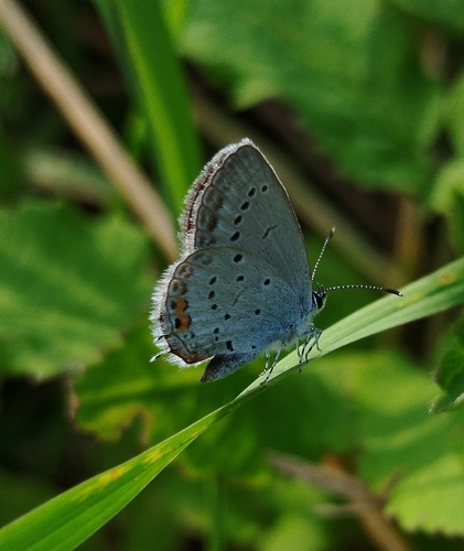 Short-tailed Blue