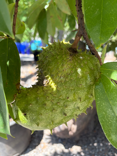 Annona muricata observed 2026-08-04