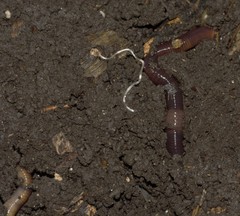 Lumbricus