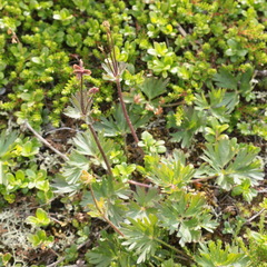 Anemonastrum biarmiense