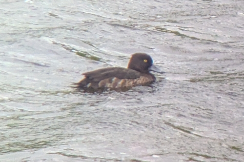 Tufted Duck