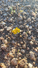 Eriophyllum wallacei