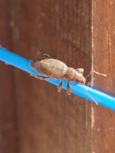 Brachyderes incanus