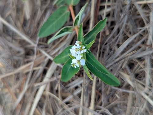 Euphorbia atoto observed 2026-08-05